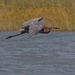 LHG_7334Reddish Egret in flight at Goose Island