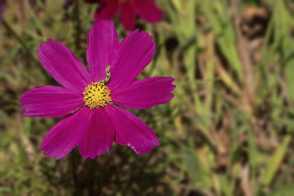 Garden Cosmos with Eupithecia Moth Caterpillar by k9photo