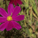 Garden Cosmos with Eupithecia Moth Caterpillar by k9photo