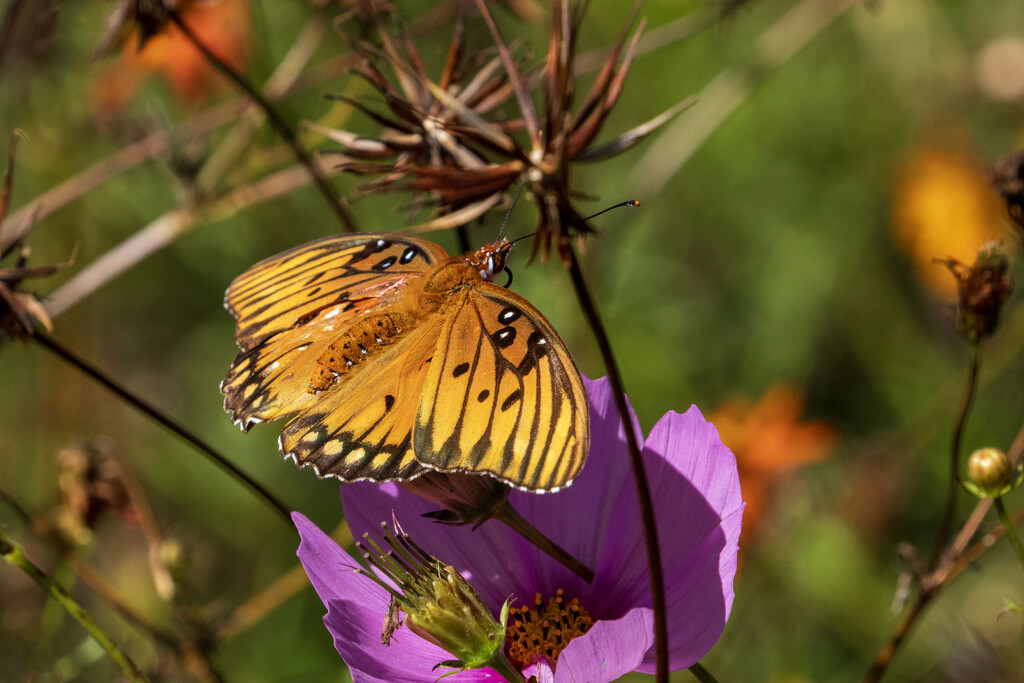 Gulf Fritillary by kvphoto