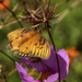 Gulf Fritillary by kvphoto