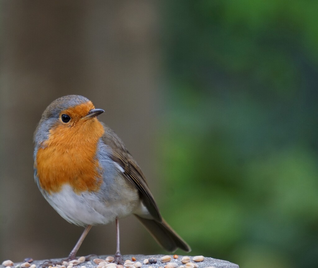 Robin  by cherylf