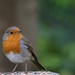 Robin 