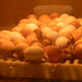 Chick Hatching at State Fair  by sfeldphotos