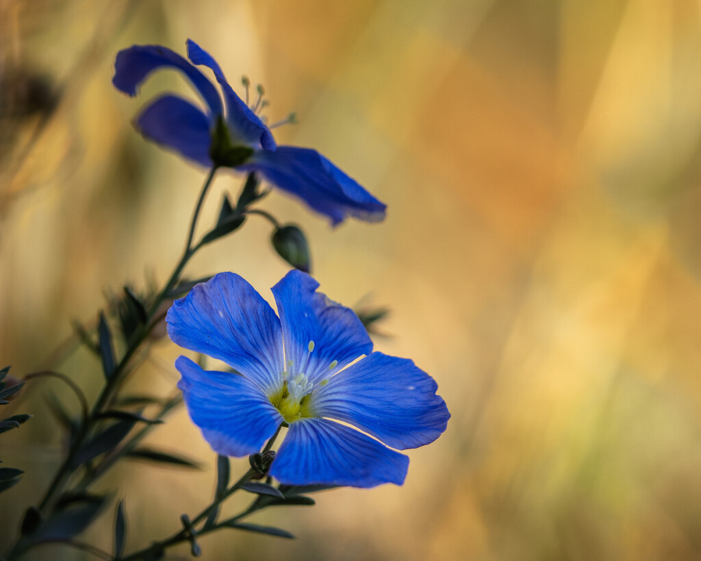 flax by aecasey