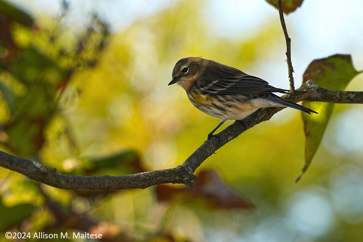 In the Water Garden by Allison Maltese · 365 Project