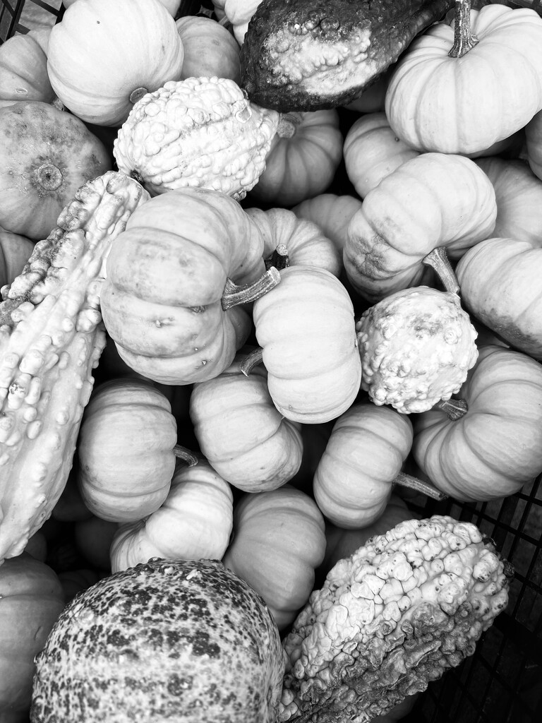 Cucurbits by fperrault