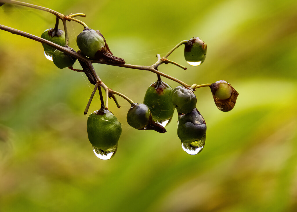 more blueberry lilies and raindrops by koalagardens