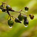 more blueberry lilies and raindrops