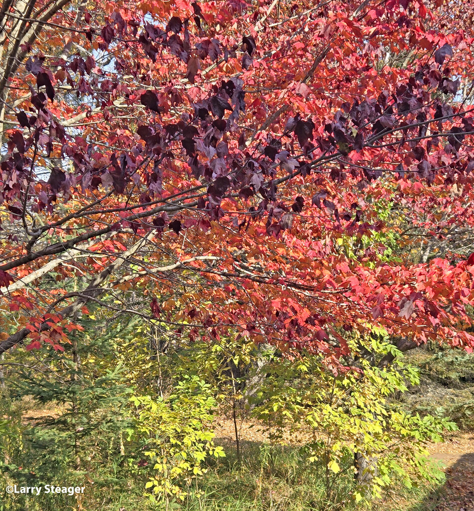 Fall color by larrysphotos