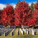 Veteran's Cemetery