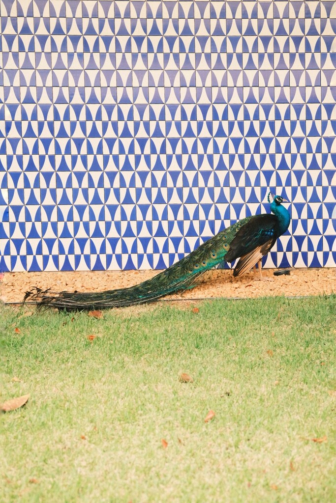 Tiles and peacock  by stefanotrezzi