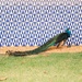 Tiles and peacock  by stefanotrezzi