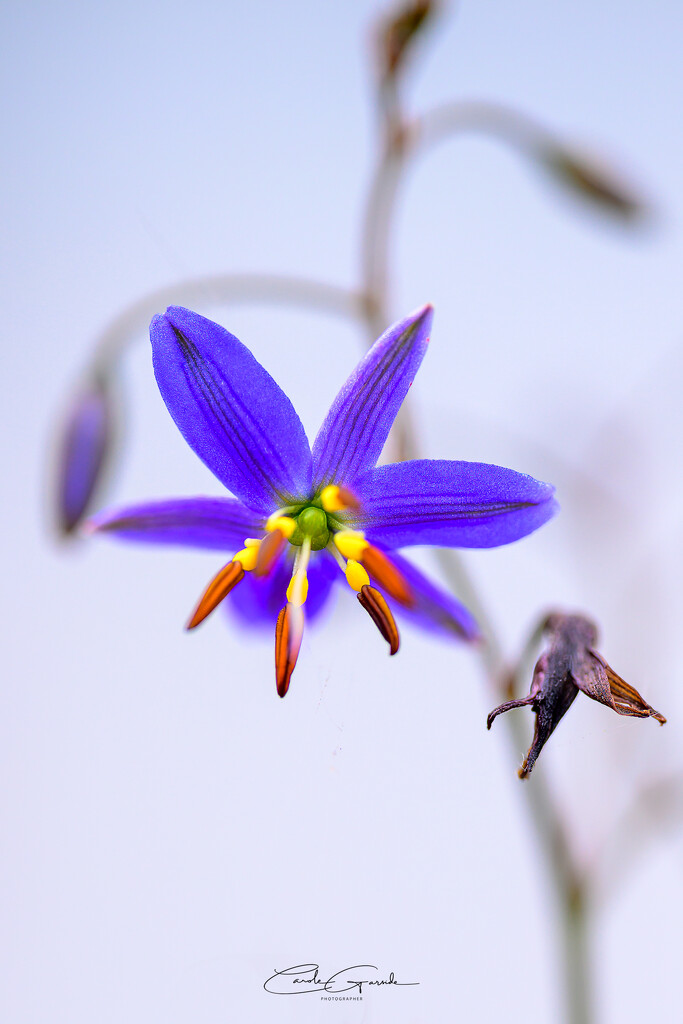 Dianella revoluta  by yorkshirekiwi