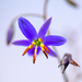 Dianella revoluta  by yorkshirekiwi