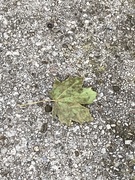 20th Oct 2024 - Leaf