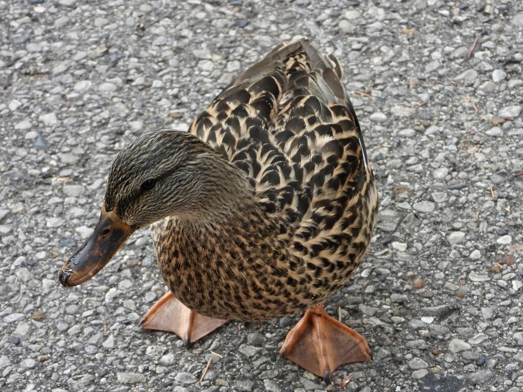 greeted by mrs. mallard by amyk