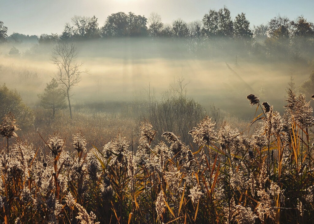 Mist in the Valley by ljmanning