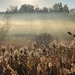 Mist in the Valley