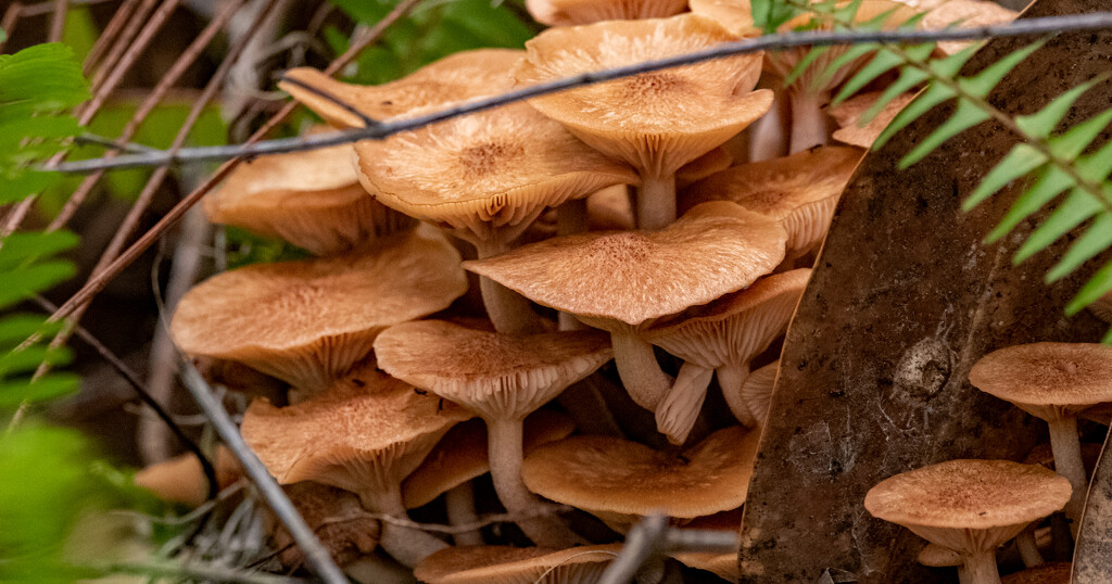 The Mushrooms Were Popping Up! by rickster549