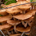 The Mushrooms Were Popping Up!