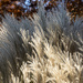 Sunlite Grasses