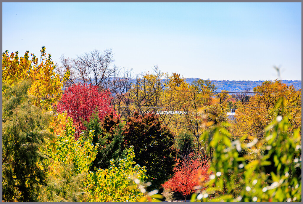 Fall Colour from our Balcony by hjbenson