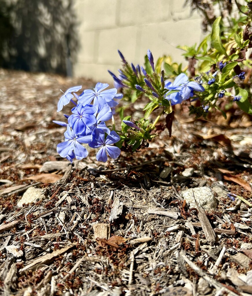 Plumbago by loweygrace