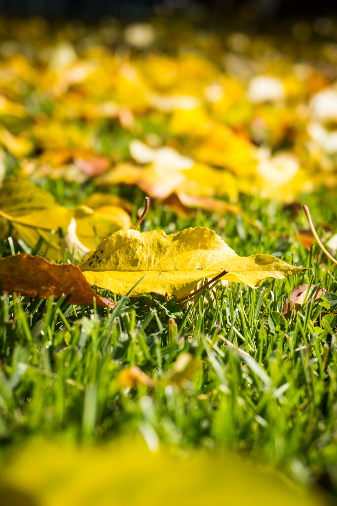 Golden Autumn Blanket by veronicalevchenko