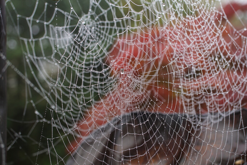 webs in profusion by quietpurplehaze