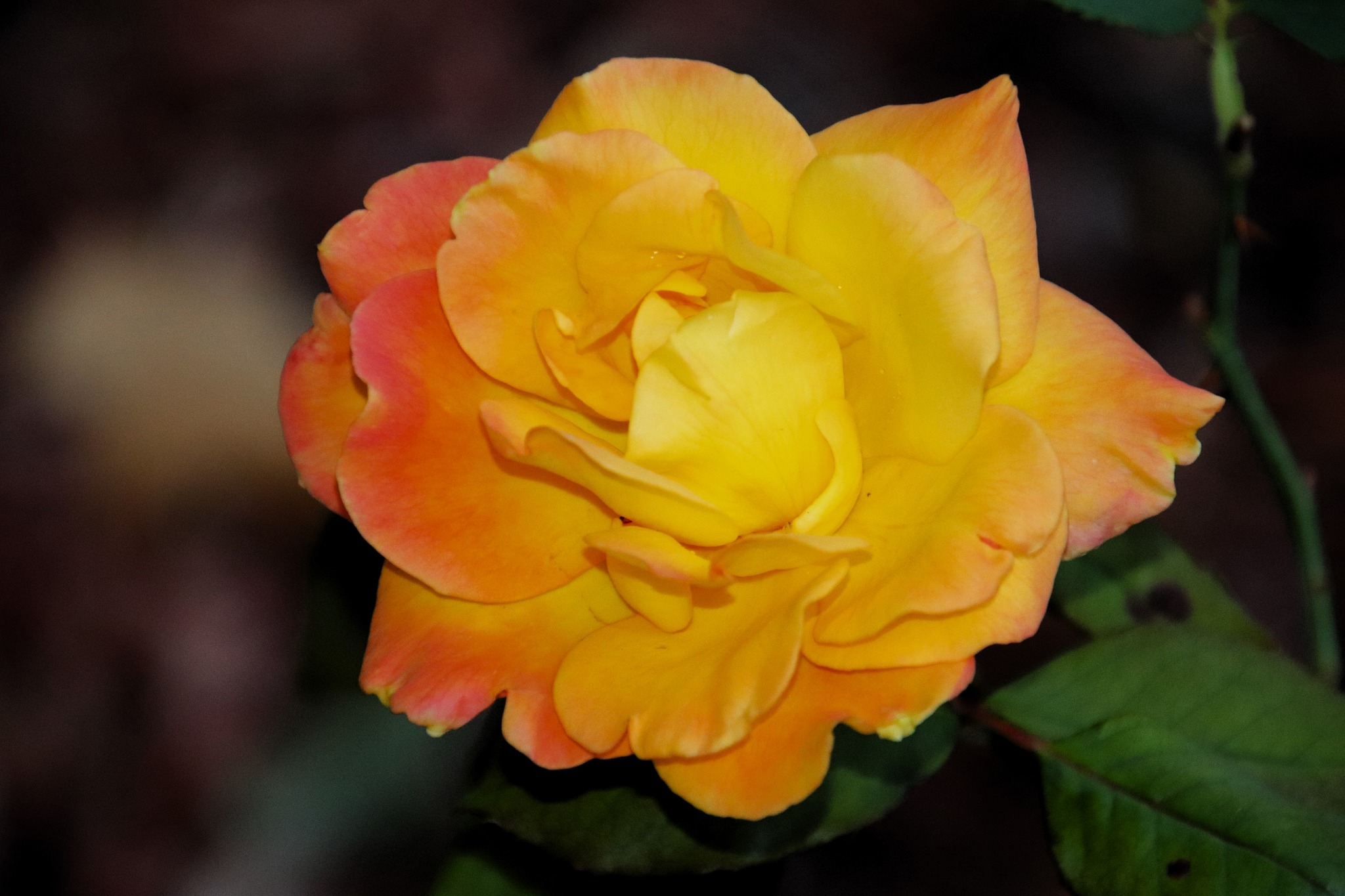 October Rose by Randy Lubbering · 365 Project