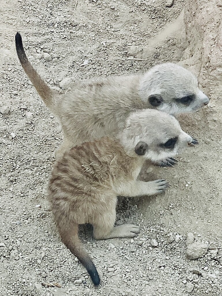 Baby Meerkats 🥰 by joysfocus