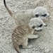 Baby Meerkats 🥰 by joysfocus