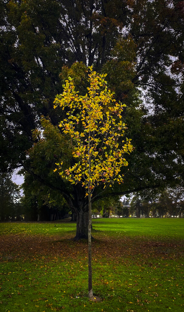 Sapling in Autumn by cdcook48