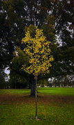 20th Oct 2024 - Sapling in Autumn