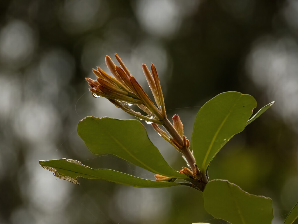 new growth by koalagardens