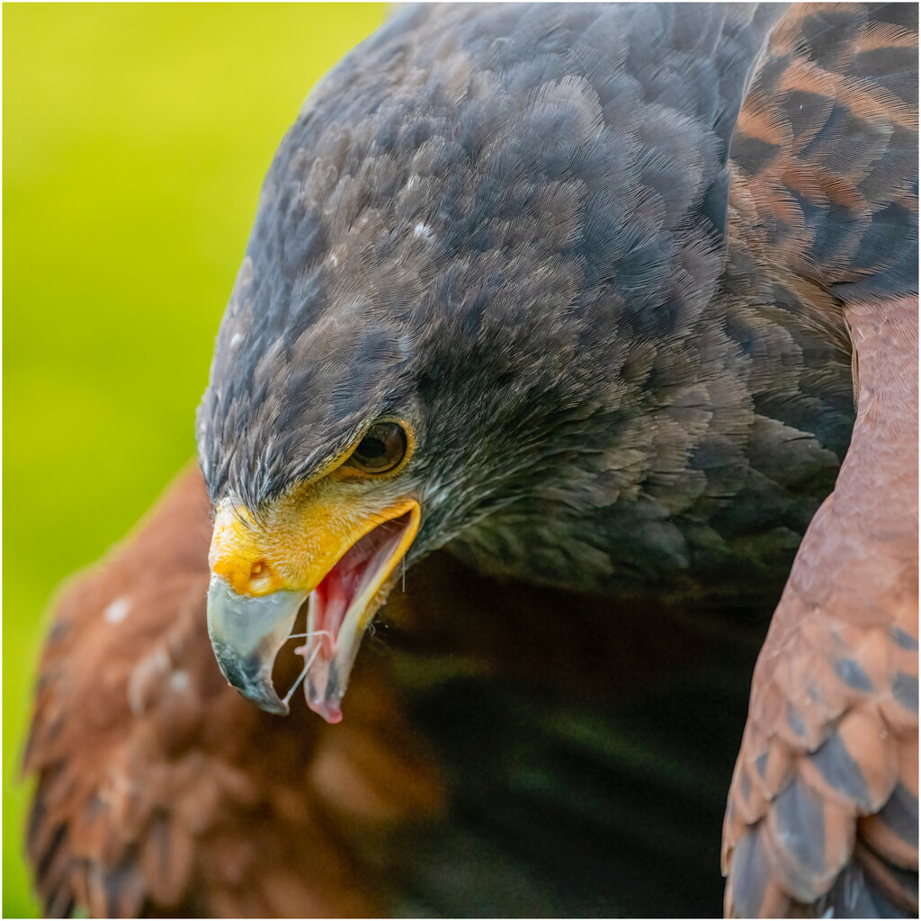 Harris Hawk by clifford