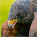 Harris Hawk by clifford