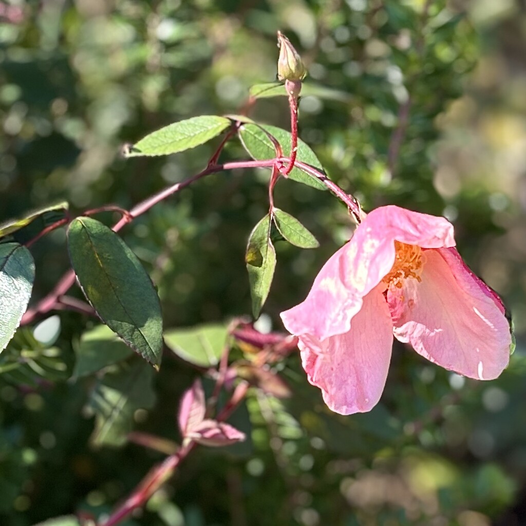 A droopy morning beauty… by beverley365