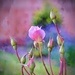 tiny climbing rose