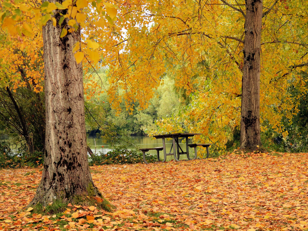 Green Lake's Fall Colors by seattlite