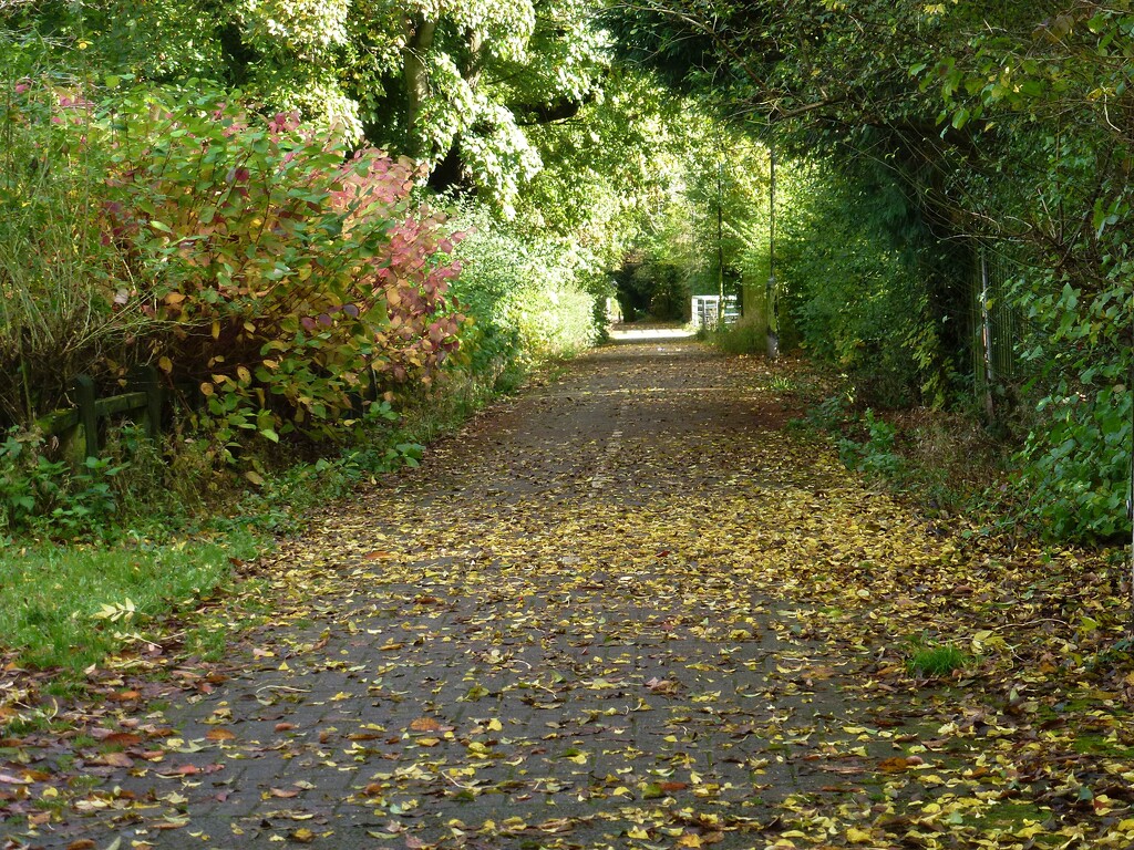 green tunnel by kametty