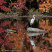 Pond Reflections by mccarth1