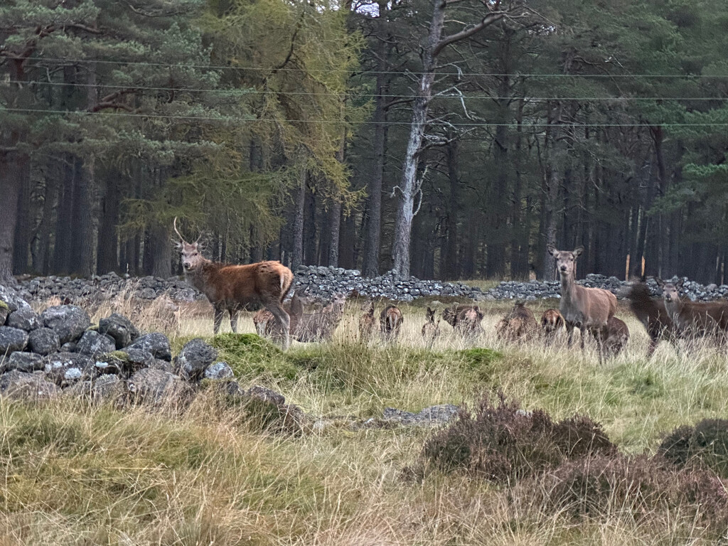 Herd of Red Deer by 365projectmaxine