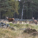 Herd of Red Deer