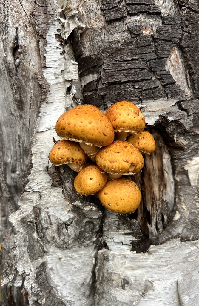 Strophariaceae Mushrooms  by radiogirl