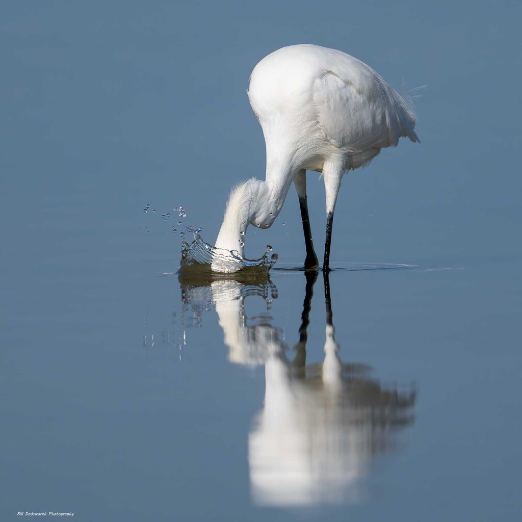 Dunk by photographycrazy