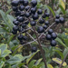 hedgerow berries by redbiro