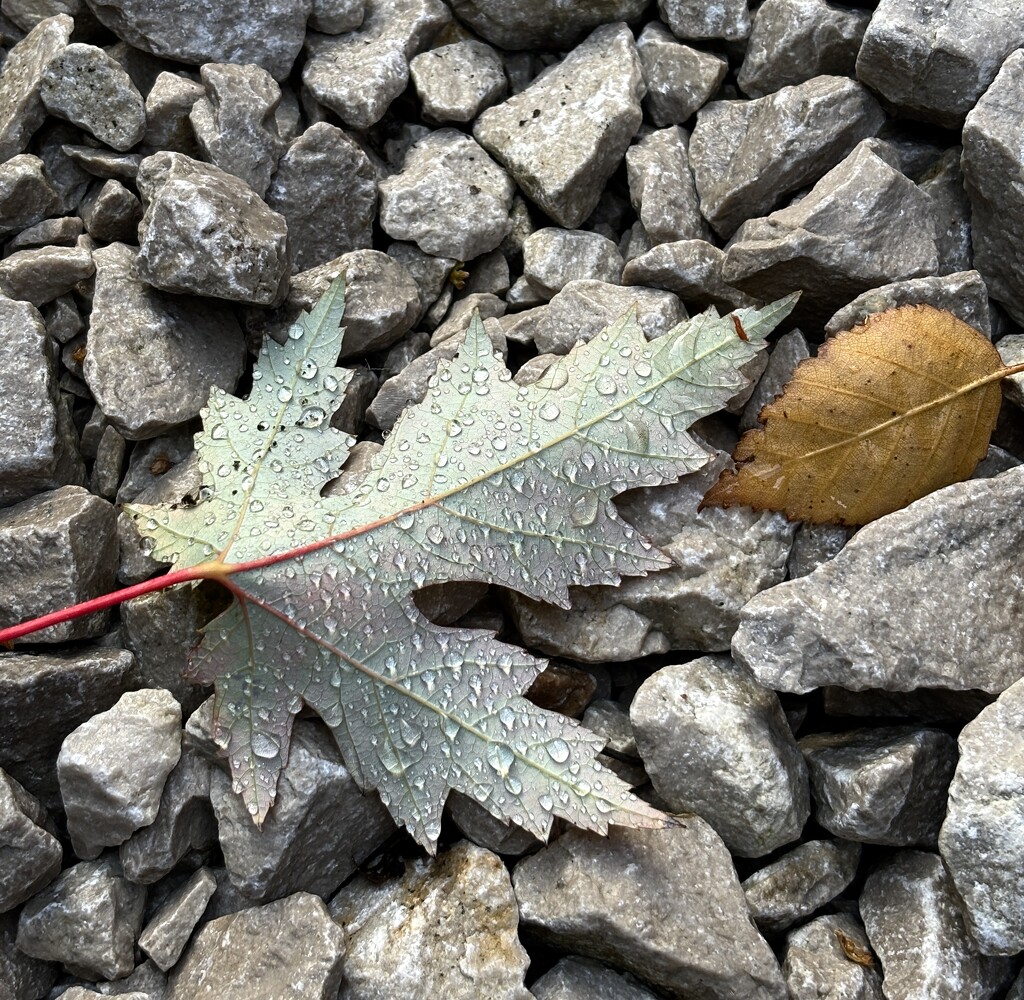 Autumn leaf by lizgooster