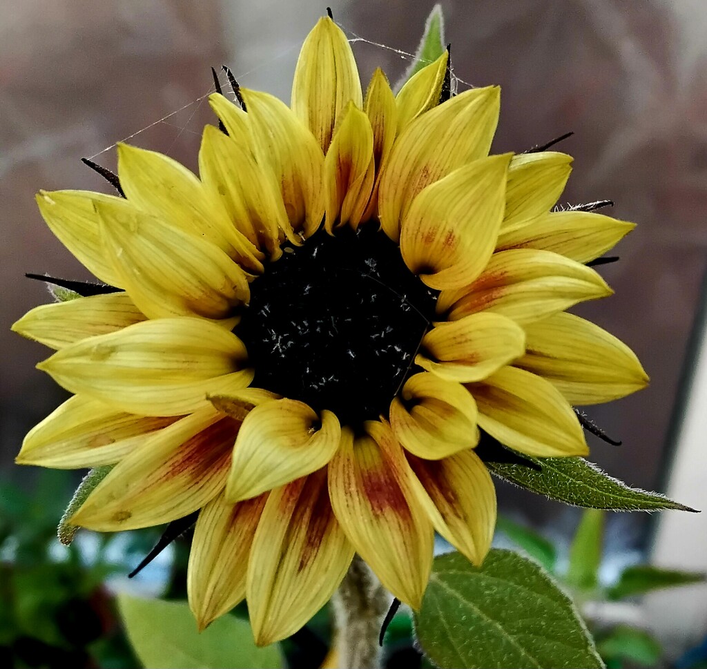 A sunflower.  by grace55